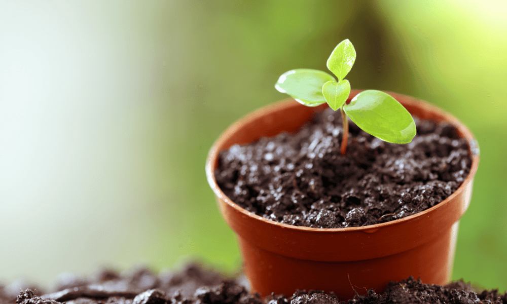 seedling ready to be transplanted.
