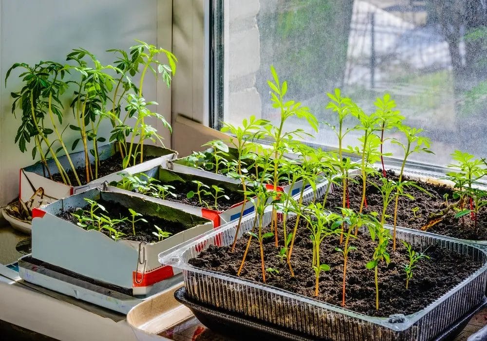 Several seedlings in open trays on a south facing window ledge.
