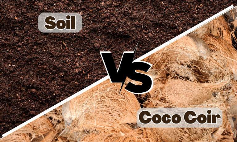 Soil vs Coco Coir