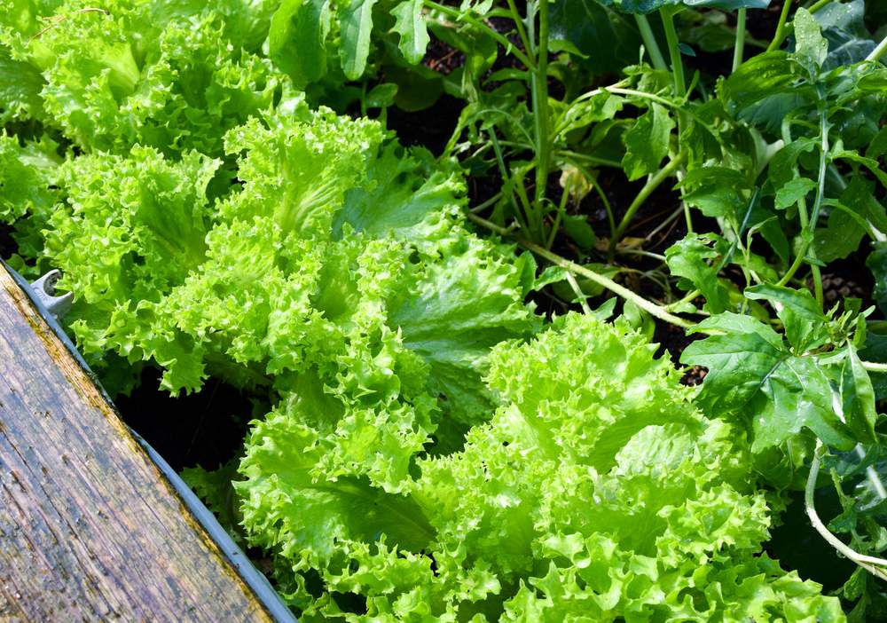 Lettuce Growing Hacks Tips You Need To Know