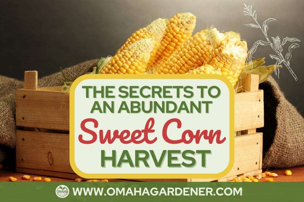 A wooden crate filled with sweet corn and accompanied by text: "The Secrets to an Abundant Sweet Corn Harvest" alongside the website "www.omahagardener.com". Discover tips including the ancient Three Sisters planting method. omahagardener.com