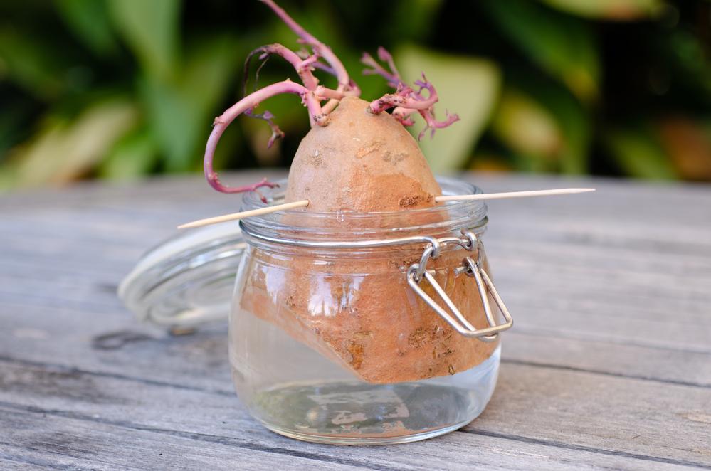 sweet potato slip in a glass or water