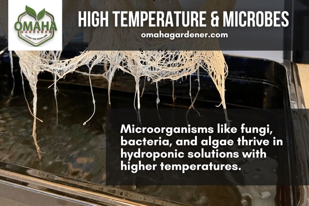 High temperature causing smelly hydroponic water.