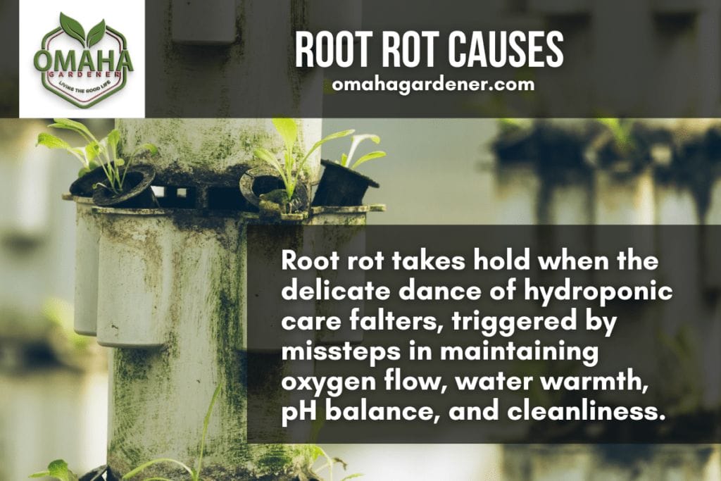 Root root causes bad-smelling hydroponic water.