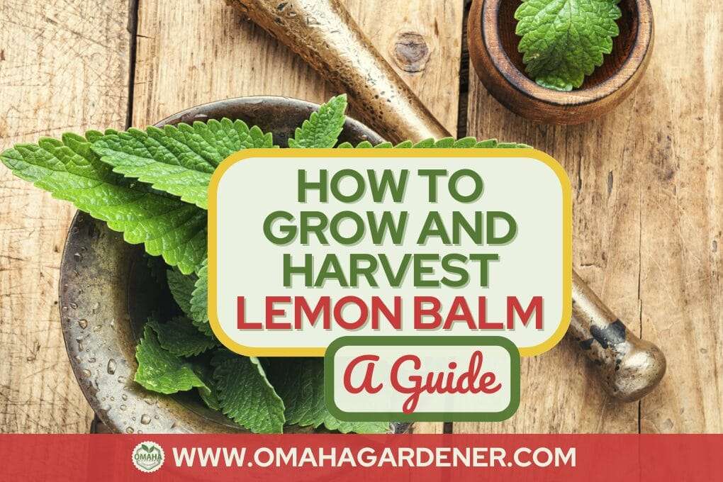 An instructional image with text: "How to Grow and Harvest Lemon Balm: A Guide," featuring lemon balm leaves in a mortar with a pestle, highlighting the lemon balm benefits, and web address www.omahagardener.com. omahagardener.com