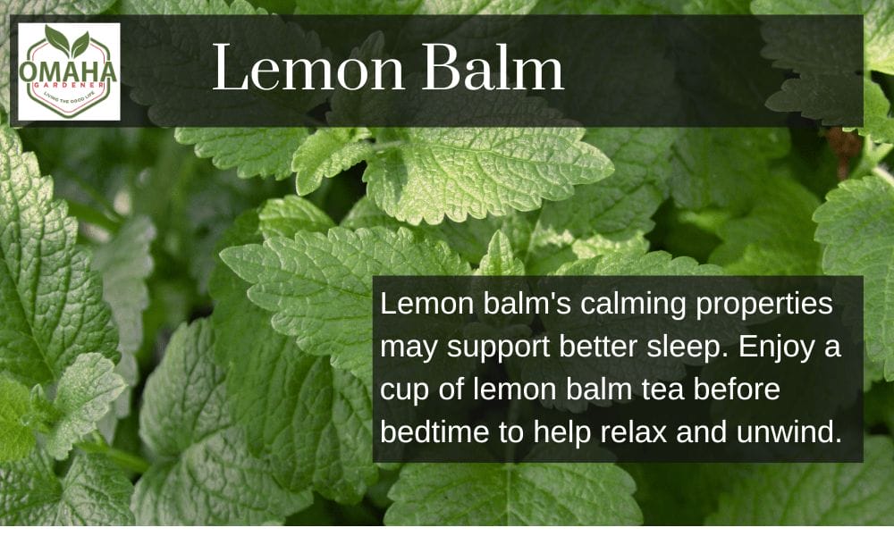 Lemon balm's calming properties may also support better sleep. Enjoy a cup of lemon balm tea before bedtime to help relax and unwind.