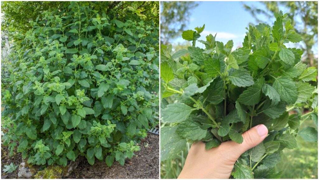 Two pictures of mint leaves in a garden.