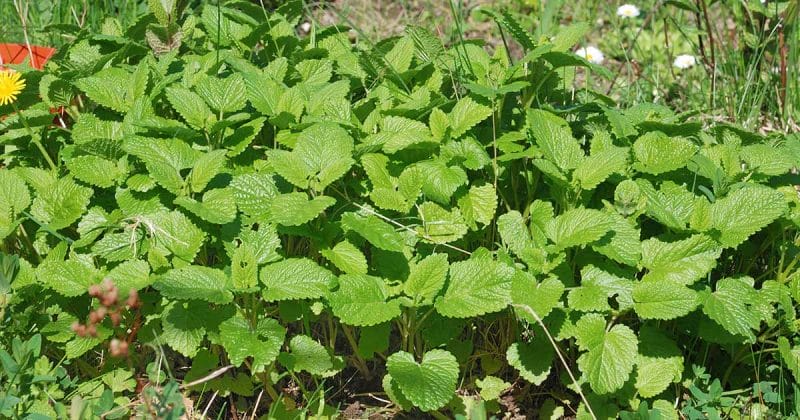 Lemon balm guide - How To Plant Grow and Harvest