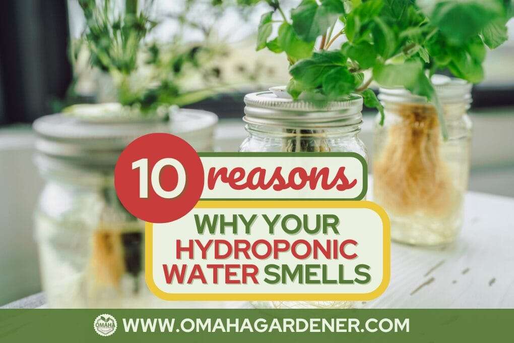 Three mason jars containing hydroponic plants are placed on a table. Text overlay reads "10 reasons why your hydroponic water smells" with a website URL at the bottom. If you're dealing with smelly water, this guide will help you understand and resolve the issue effectively. omahagardener.com