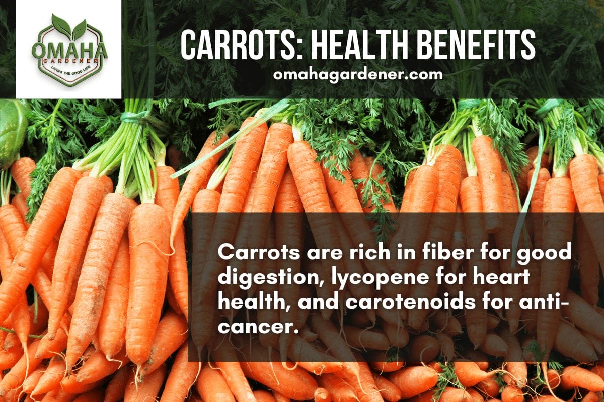 Vibrant carrots offer numerous health  benefits. carrot growing guide. Omahagardener.com