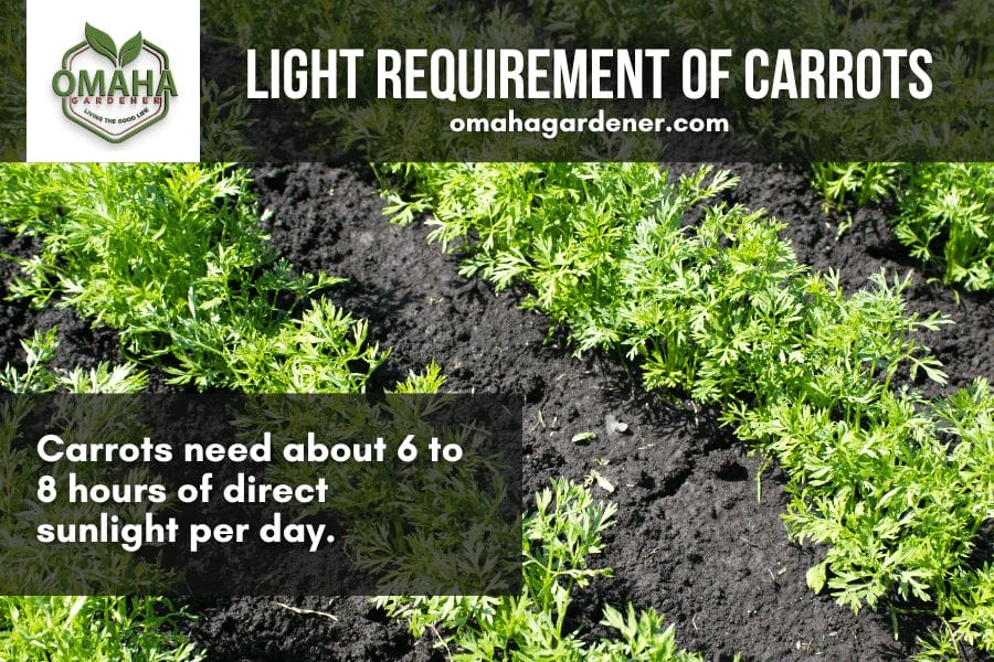 Light Requirements for Carrots - Omahagardener.com