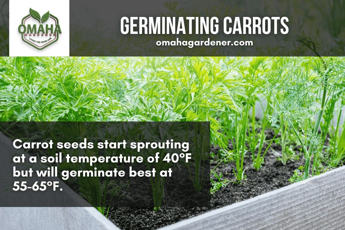 Germinating Carrots - Omahagardener.com