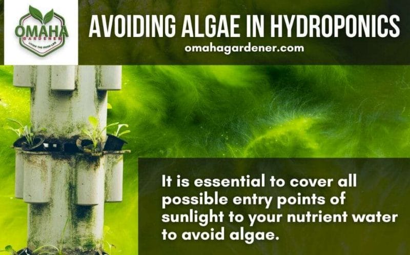 Preventing algae growth through careful pH level management in hydroponic gardening, a form of no soil gardening.
