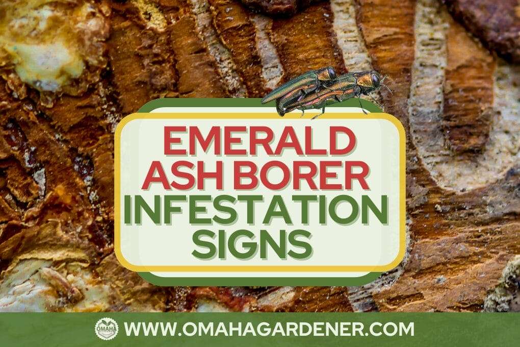 A sign reads "Emerald Ash Borer Signs" with an image of an insect on a tree bark background, showcasing vital details about the emerald ash borer life cycle. Visit www.omahagardener.com for more information. omahagardener.com