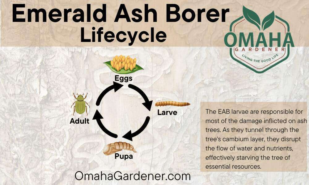 Emerald ash borer life cycle: cycle, borer.