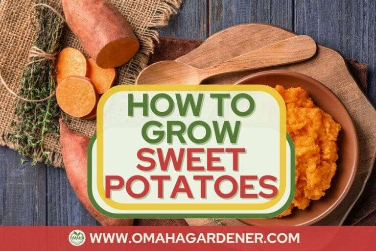 Image of a guide titled "How to Grow Sweet Potatoes" with sweet potatoes, both whole and sliced, and a bowl of mashed sweet potatoes in the background. The guide includes tips on harvesting sweet potatoes and curing them properly. Website link omahagardener.com is displayed below. omahagardener.com