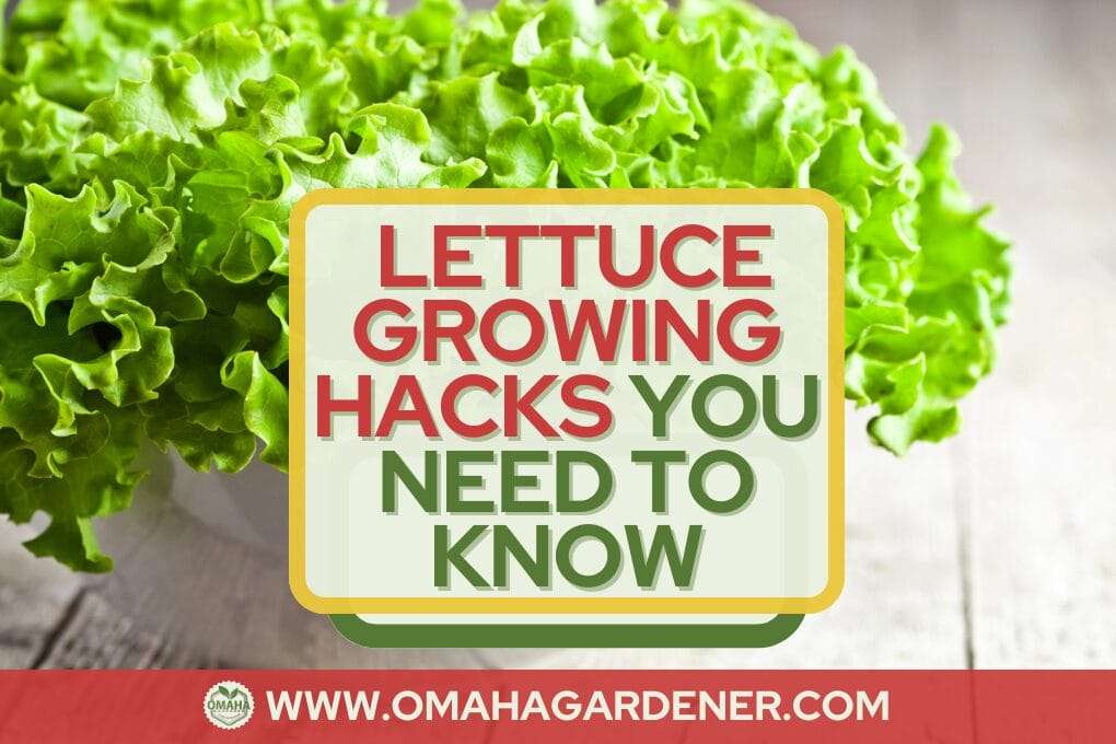 A large head of lettuce with a text overlay that reads "How to Grow Lettuce: Hacks You Need to Know" and a website URL www.omahagardener.com. omahagardener.com