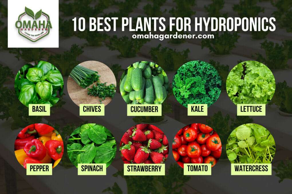 10 best vegetables for hydroponics.