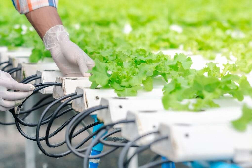 Person wearing gloves adjusts tubing in a hydroponic garden, ensuring the hydroponic air pump functions smoothly. Rows of green leafy vegetables thrive in white containers. omahagardener.com