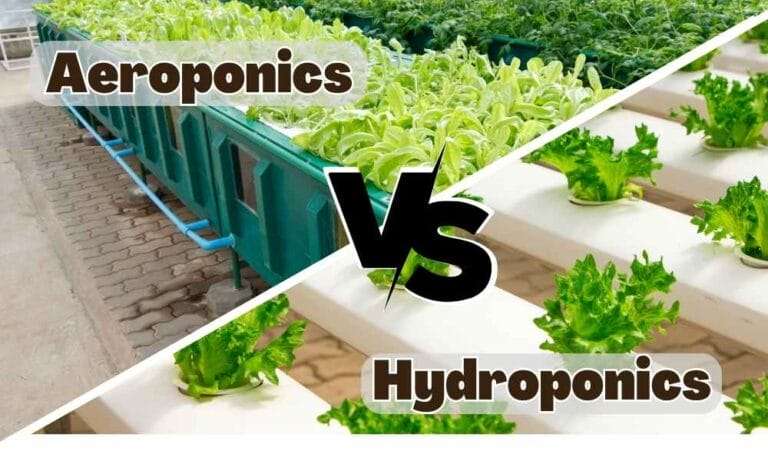 Aeroponics vs hydroponics – a comparison of two innovative cultivation techniques.