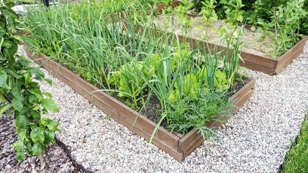 A raised garden bed with vegetables showing the benefits of raised garden beds. 4x8 Raised Garden Bed