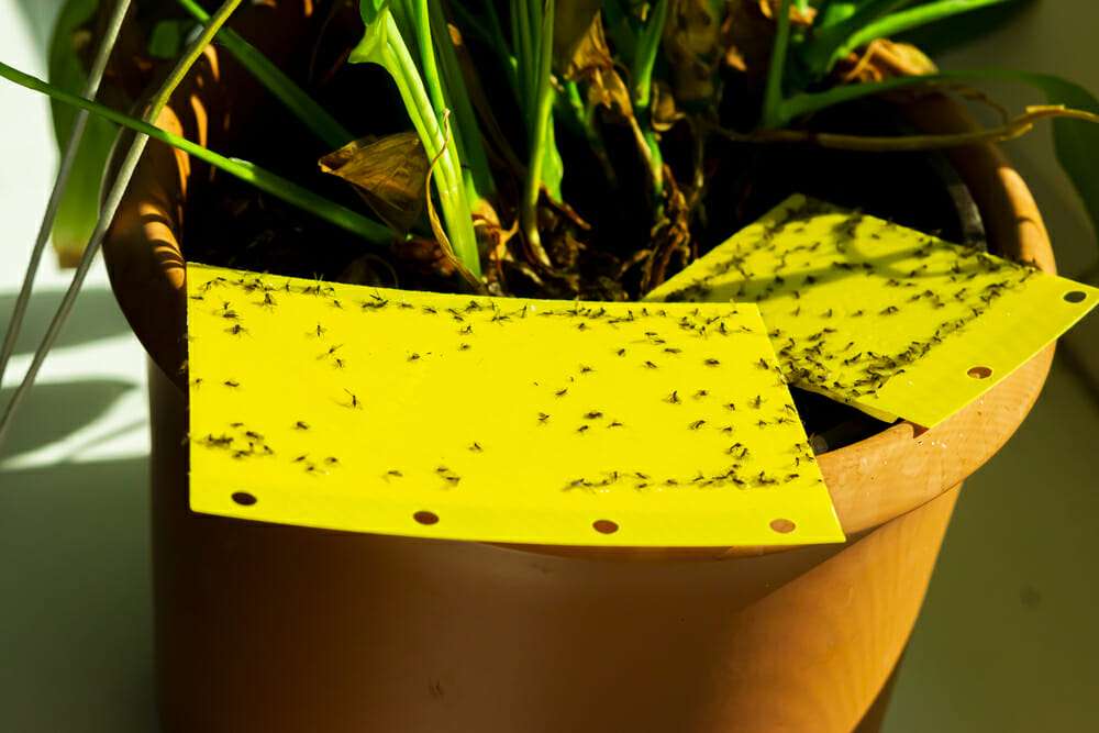 A plant infested with yellow sticky notes attracts fungus gnats.