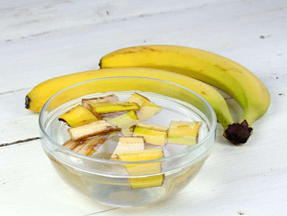 A bowl of water next to a bunch of bananas used to make banana peel water for plants.