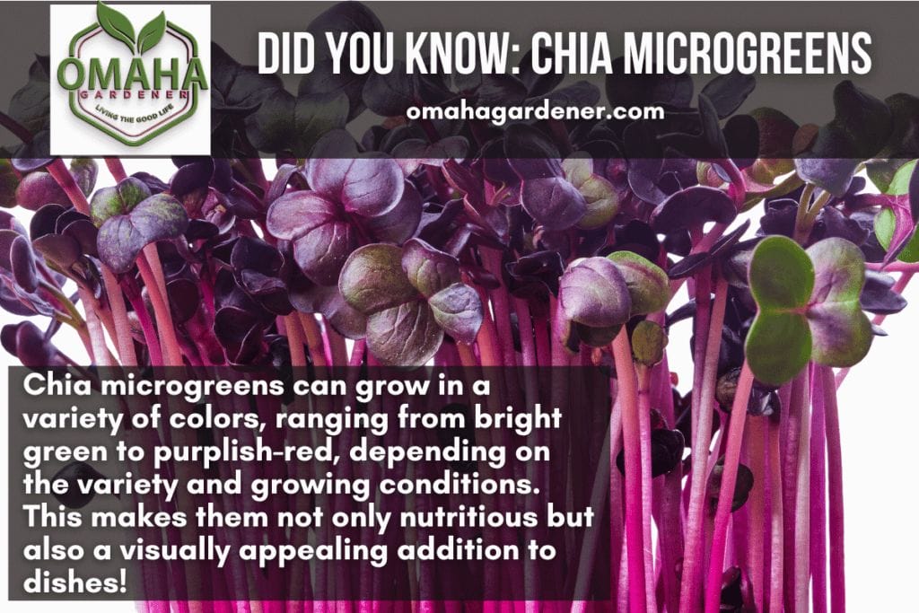 Discover the health benefits of growing and consuming chia microgreens. Learn how to grow chia microgreens and experience its nutritious goodness firsthand.