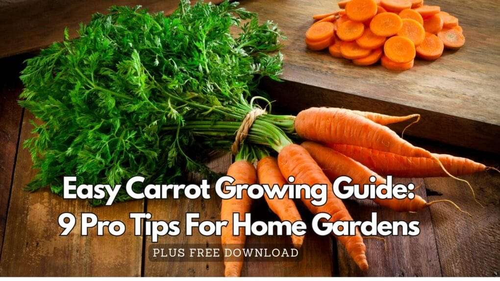 Easy Carrot Growing Guide: 9 Pro Tips for home gardens 1 Easy carrot growing guide with pro tips for home gardens.