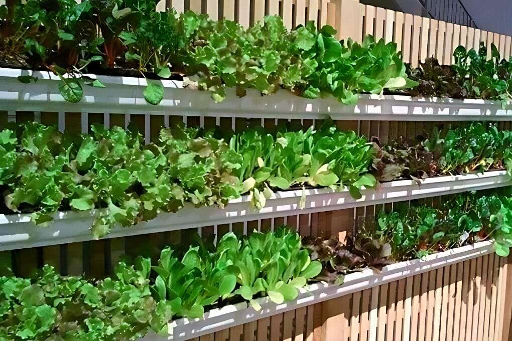 A DIY gutter garden with multiple rows of green leafy vegetables and herbs growing on white shelves attached to a wooden wall. Perfect for pruning your rain gutter garden, this setup transforms any space into a lush, edible oasis. omahagardener.com