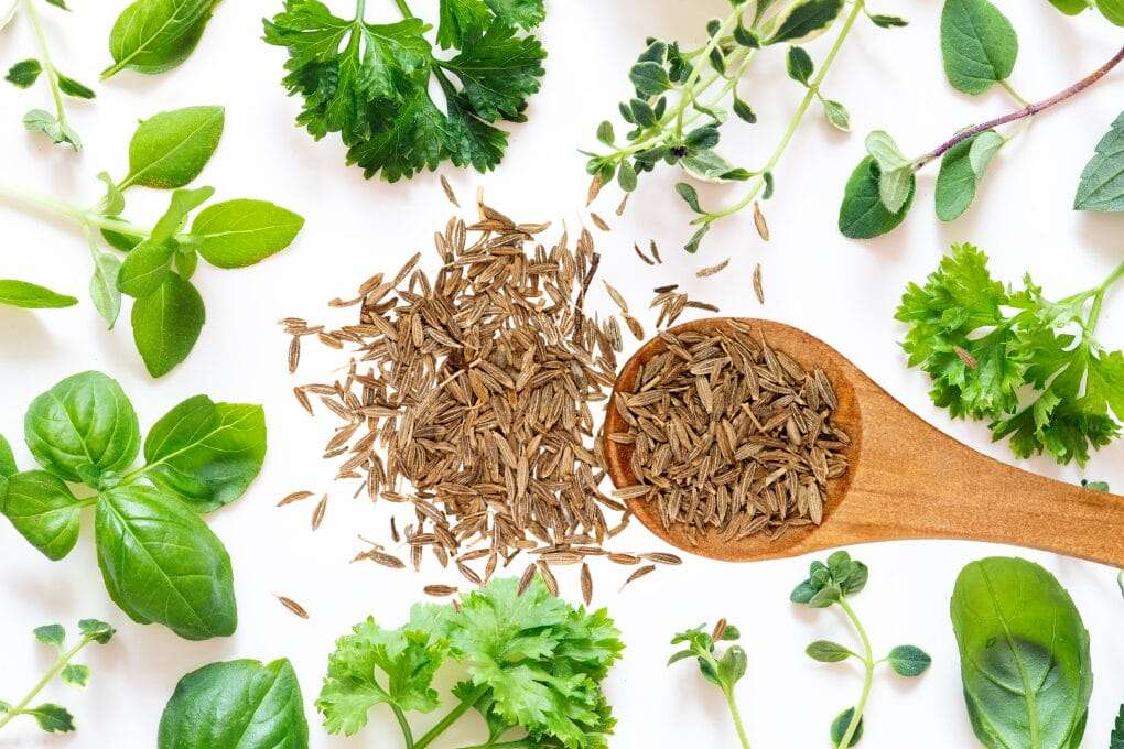 A wooden spoon filled with cumin seeds is surrounded by various fresh green herbs, including parsley, oregano, basil, and lemon balm, on a white background. omahagardener.com