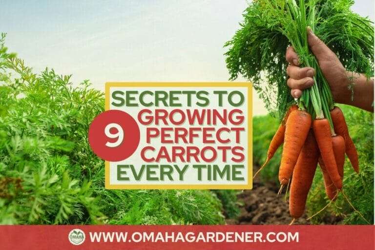 A person holding a bunch of freshly harvested various carrots with a promotional graphic that reads "secrets to growing perfect carrots every time" by omahagardener.com. omahagardener.com