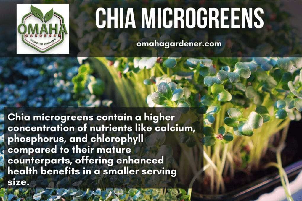 How to grow chia microgreens: Chia microgreens offer health benefits and a higher concentration of nutrients.