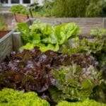 A raised bed garden filled with lettuce and other vegetables.