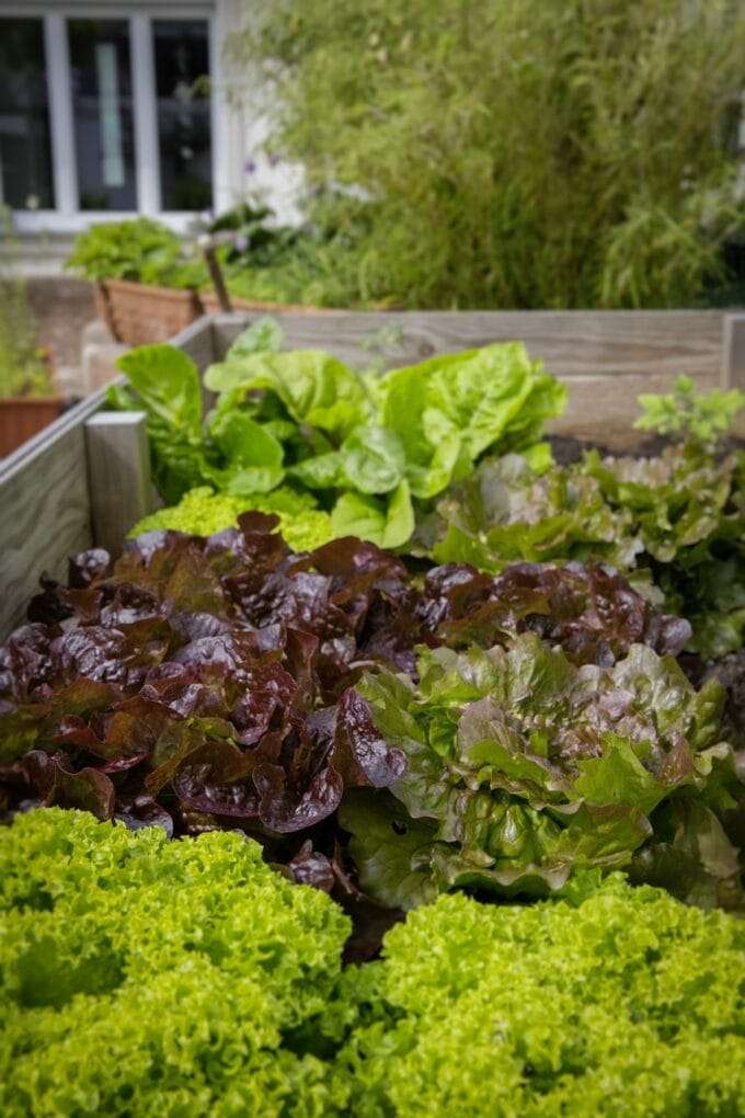 A raised bed garden filled with lettuce and other vegetables.