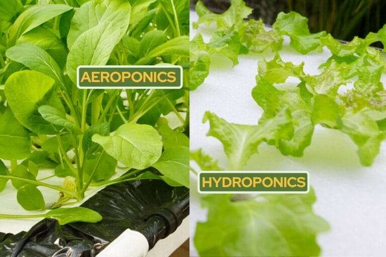 Close-up comparison of Hydroponics and Aeroponics plant growth: lush green leaves under 'Aeroponics' on left, and green lettuce-like leaves under 'Hydroponics' on right. Both cutting-edge aeroponics and hydroponic systems use soilless methods. omahagardener.com