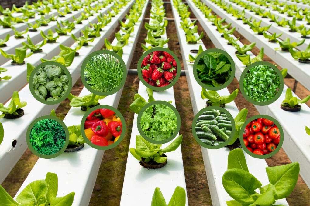 Rows of hydroponic lettuce plants with circular insets showcasing the best plants for hydroponics, including basil, chives, strawberries, spinach, parsley, spirulina, bell peppers, cucumbers, and tomatoes. The seamless hydroponic growth ensures a rich variety of healthy vegetables and herbs. omahagardener.com