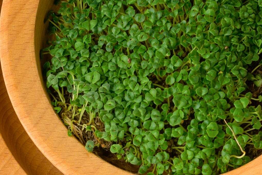 A close-up view of green chia microgreens densely packed in a wooden bowl, highlighting their vibrant and fresh appearance. omahagardener.com