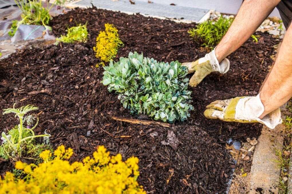 A man is planting a plant in a portable garden bed.