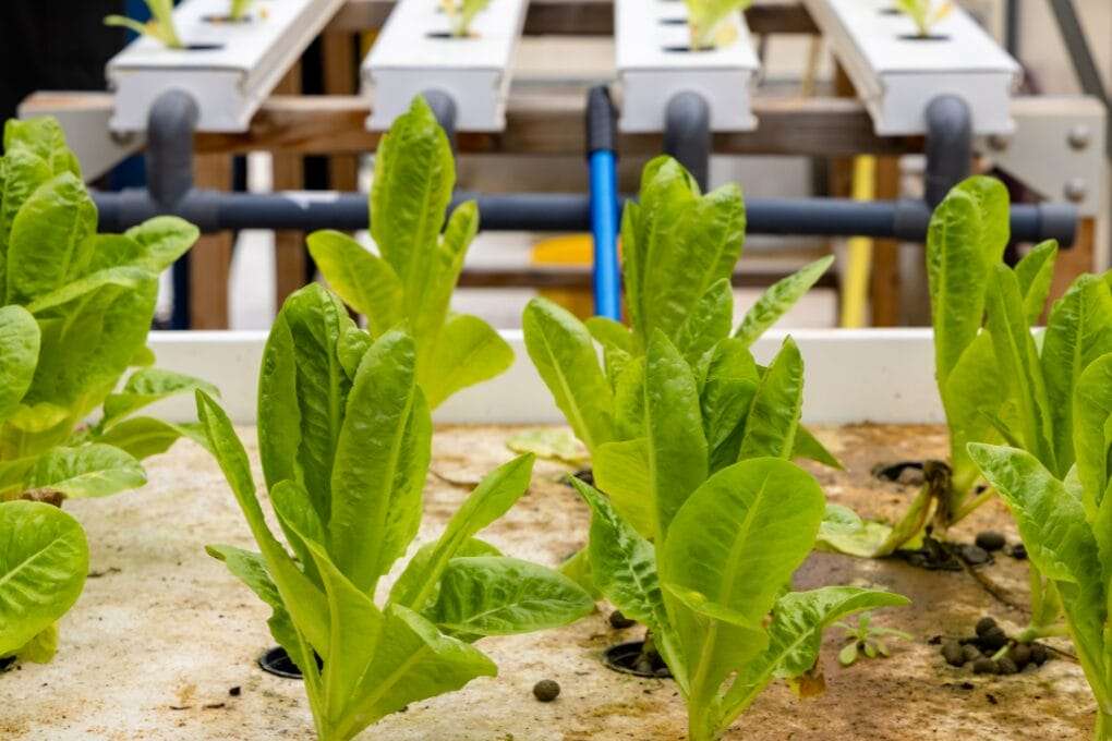 Close-up of green leafy vegetables growing in a hydroponic system, with PVC pipes and a nutrient solution tray visible in the background, highlighting the careful management of nutrient concentration. omahagardener.com