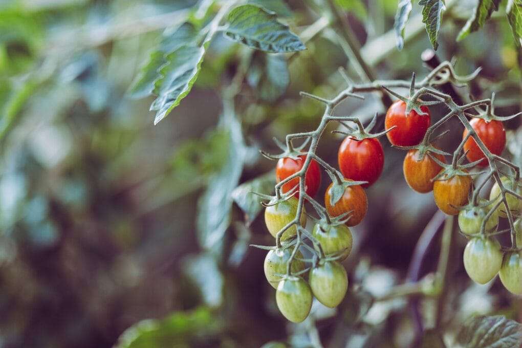 Lush, ripe tomatoes growing on a verdant vine in a well-tended garden.