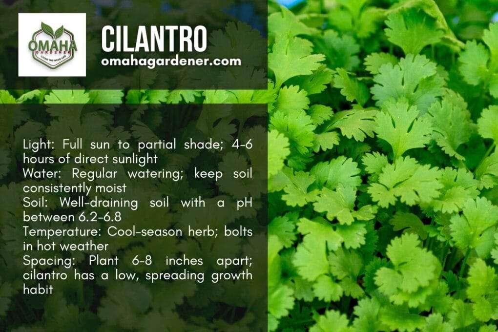 A leafy green herb garden with the word cilantro on it.