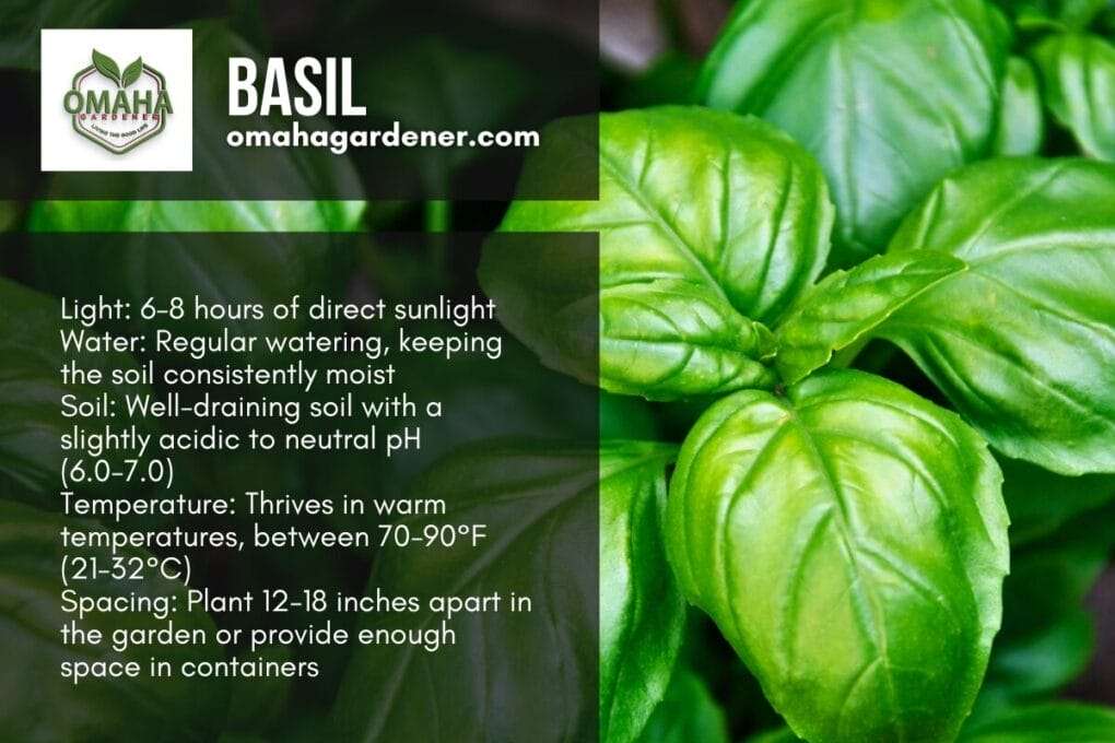 A basil plant with the word "basil" on it, perfect for maintaining your herb garden.