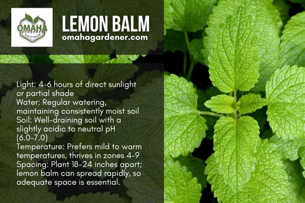 Lemon balm, the perfect herb for maintaining your herb garden.