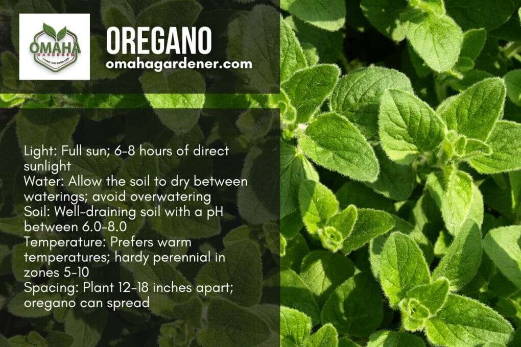 Oregano leaves for maintaining your herb garden.