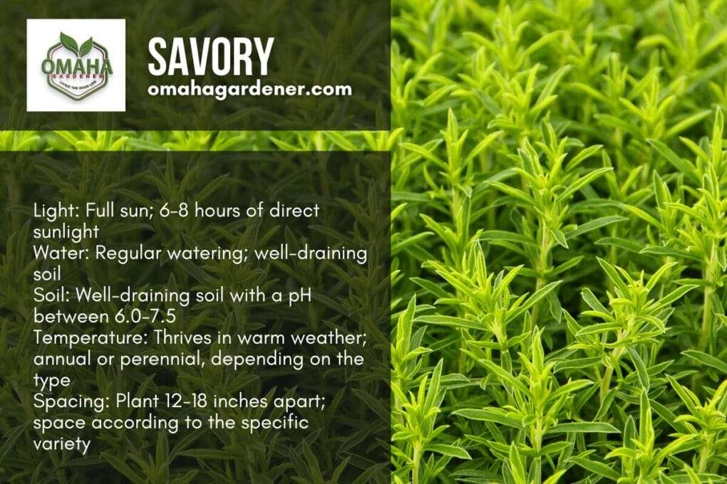 A picture of a herb garden with the word savory on a Lemon balm plant.