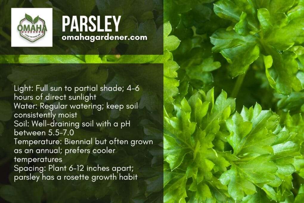 How Long Do Herbs Take To Grow From Seed - Plus 15 Tips 13 Lemon balm is a herb that can be grown in an herb garden.