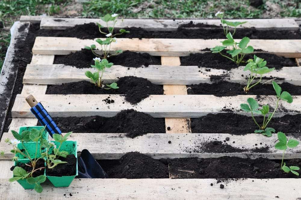 This cost-effective raised garden bed utilizes a wooden pallet as its base, which is cleverly filled with dirt and plants.