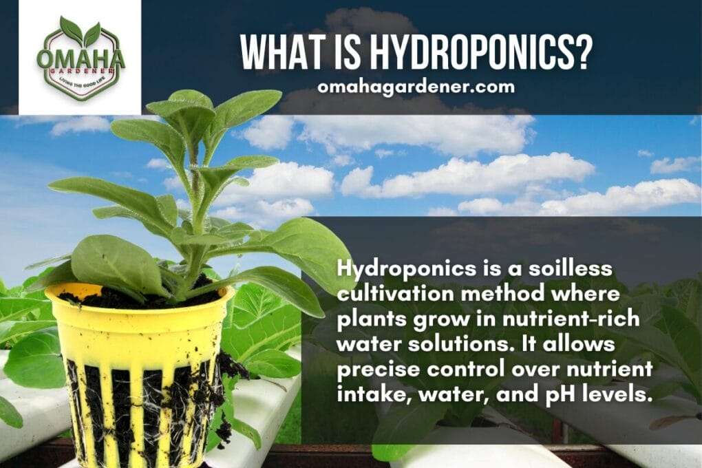 Aeroponics vs Hydroponics: Which Method is Better? 3 What is Hydroponics?