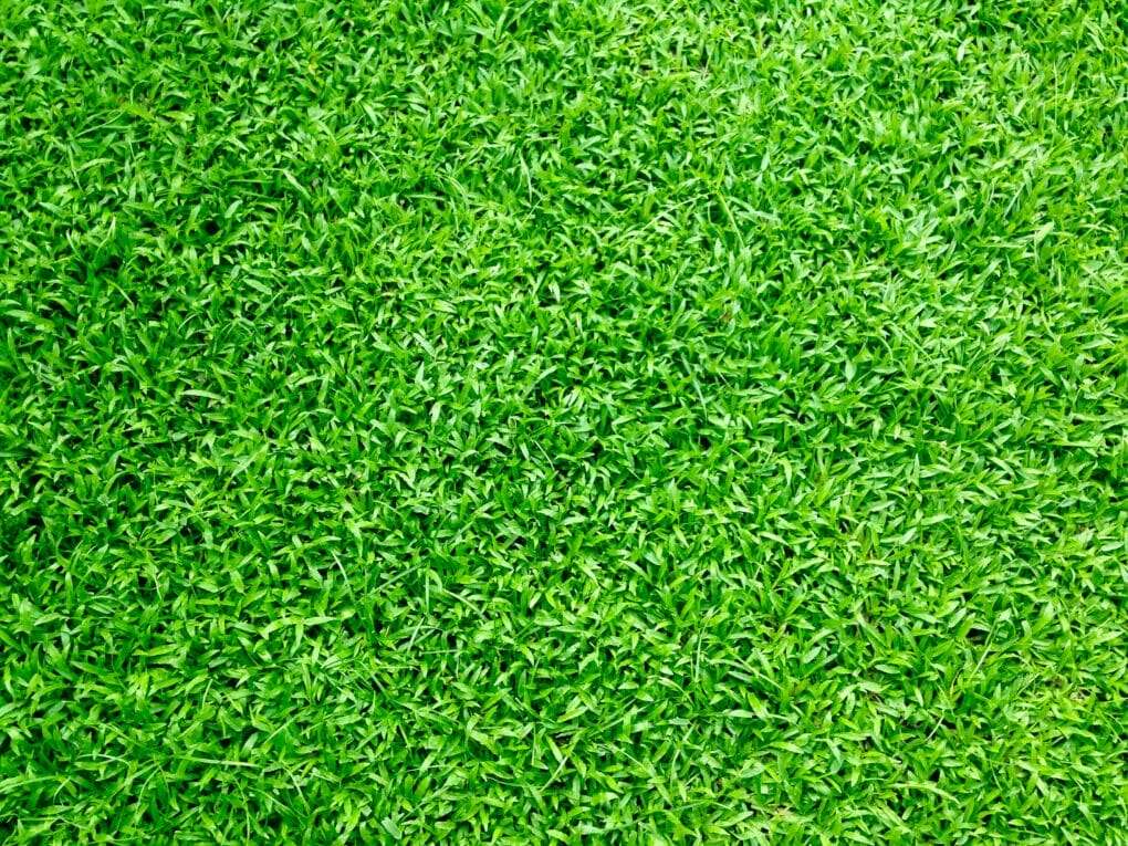 A close up of a green grass field.